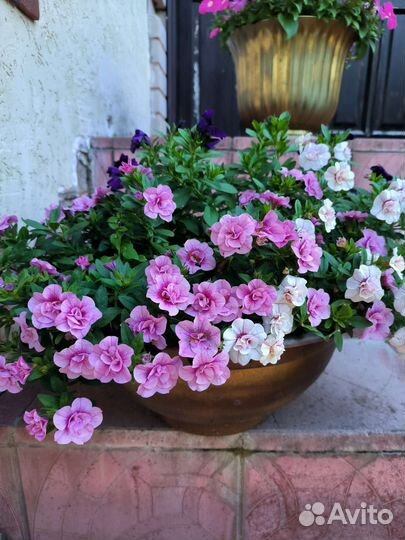 Цветы. Калибрахоа вегетативные