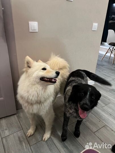 Щенок в добрые руки