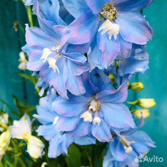 Дельфиниум новозеландский