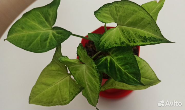 Комнатные цветы.Сингониум