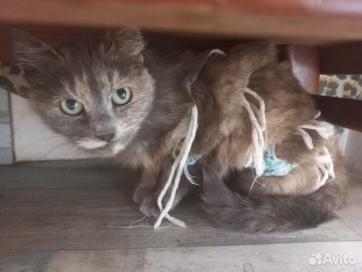 Кошечка