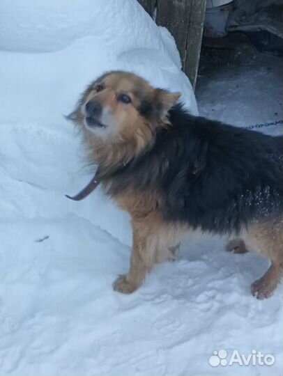 Найден пёс, чей потеряшка