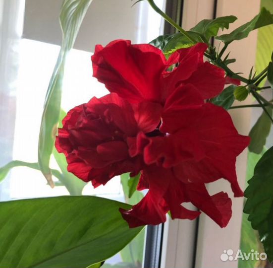 Китайская роза