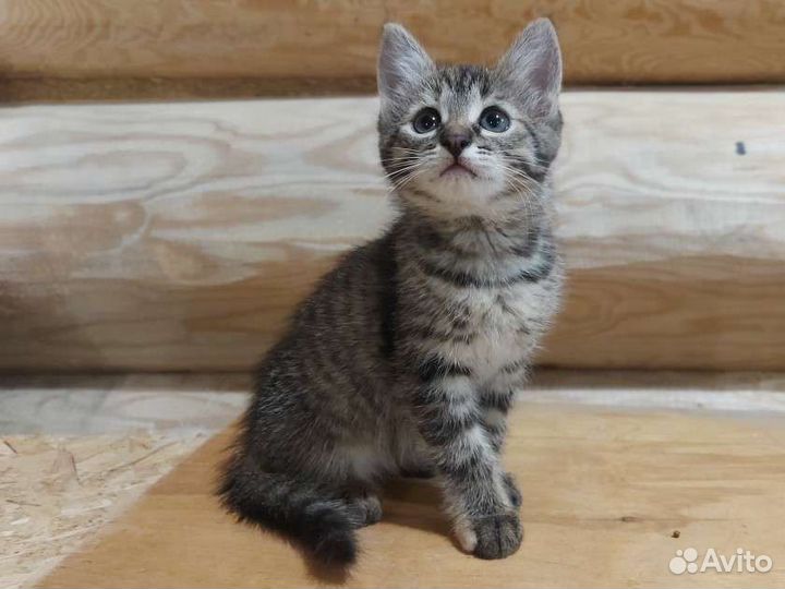Кошка в дар бесплатно