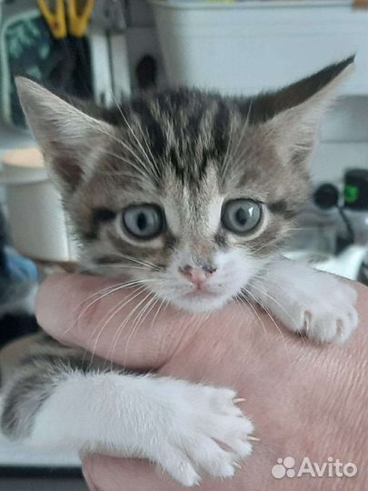 Трехцветная кошечка и полосатый котенок