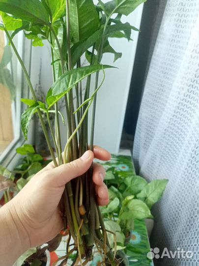 Сингониум Батерфляй и ушколистный