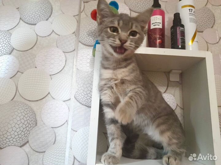 Котята бесплатно