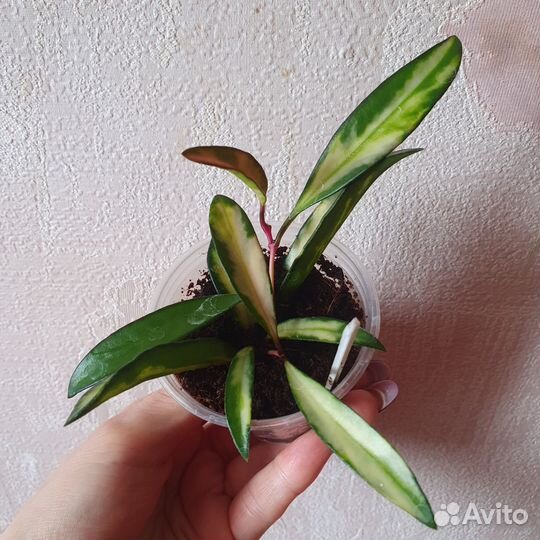 Хойя кентиана вариегатная, Hoya kentiana variegata