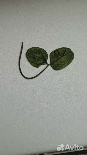 Продам клевер 2, 4,5 листный уже высушенный