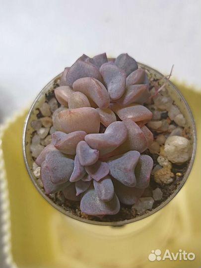 Эхеверии, Седумы