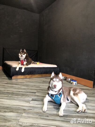 Зоогостиница/Гостиница для собак(видеонаблюдение)