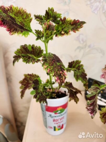 Колеусы