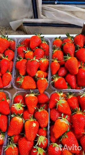 Клубникам оптом