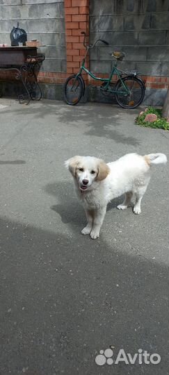 Домашние животные котята