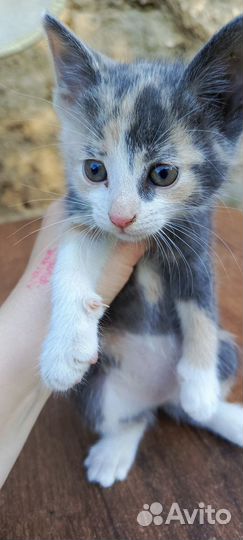 Котята в добрые руки бесплатно