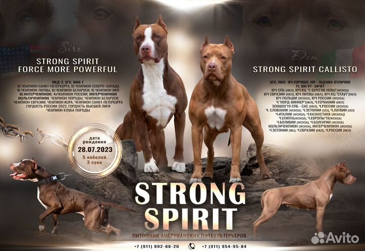 Щенок американского питбультерьера