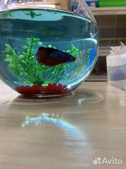 Аквариум бокал 3 л