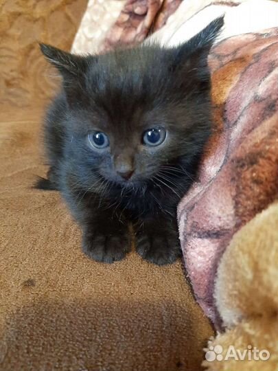 Котёнок Мальчик 1 месяц