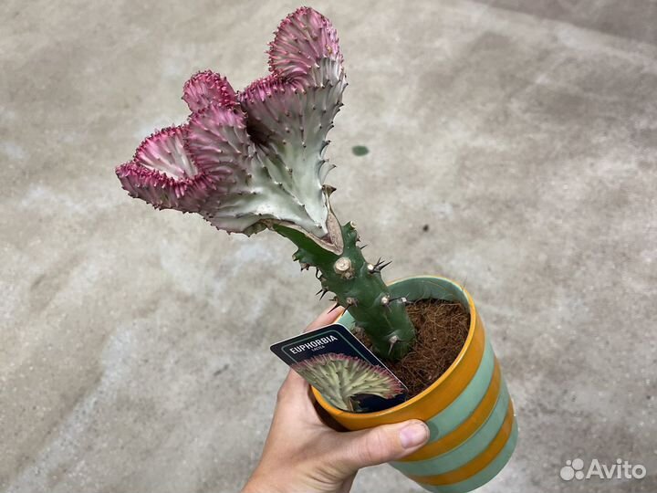 Эуфорбия кристата