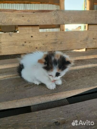 Отдам котят в добрые руки