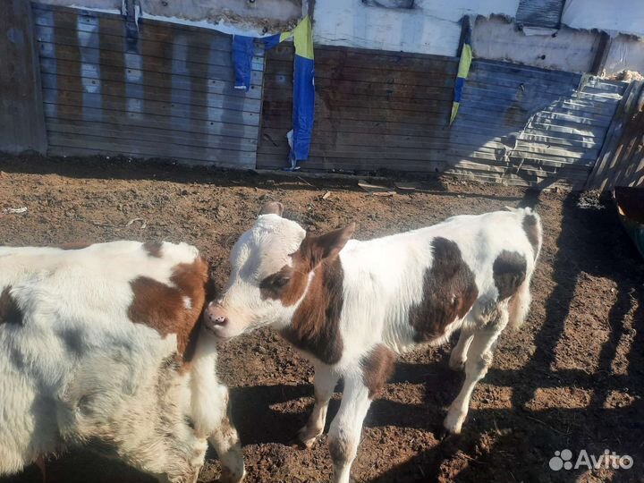 Джерси голштины