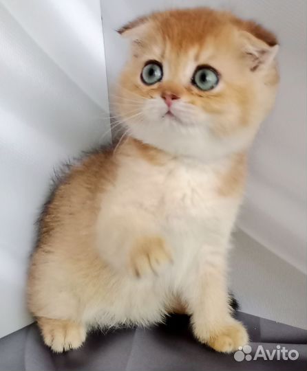 Шотландская