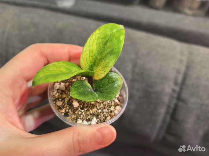 Замиокулькас Зензи Акебоно