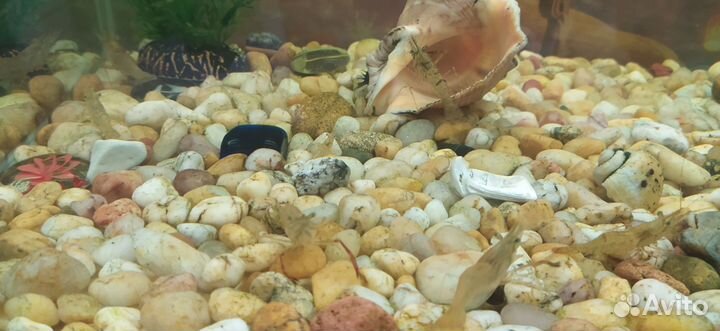 Аквариумные креветки