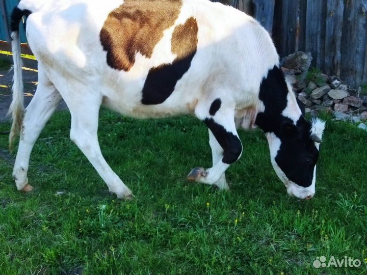 Телка стельная