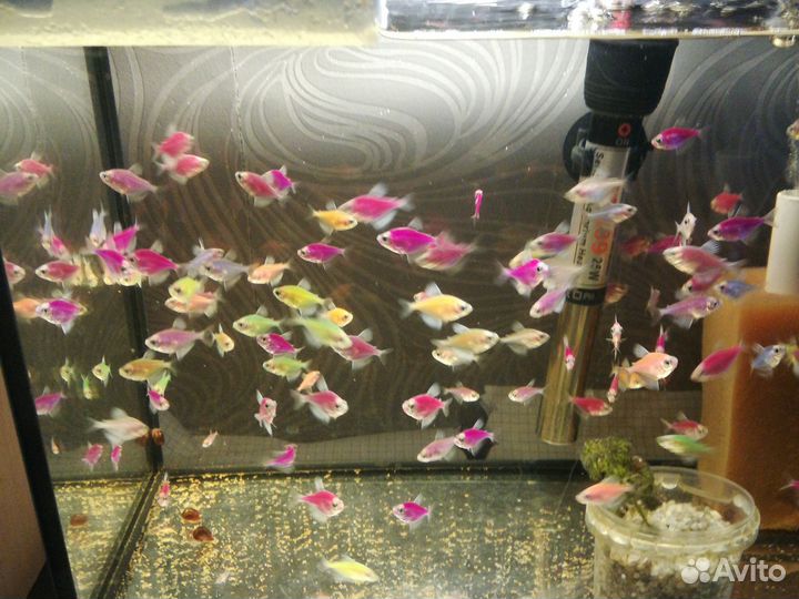 Аквариумные рыбки тернеции