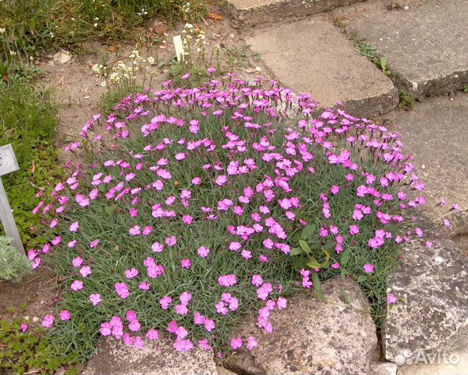 Цветы многолетники