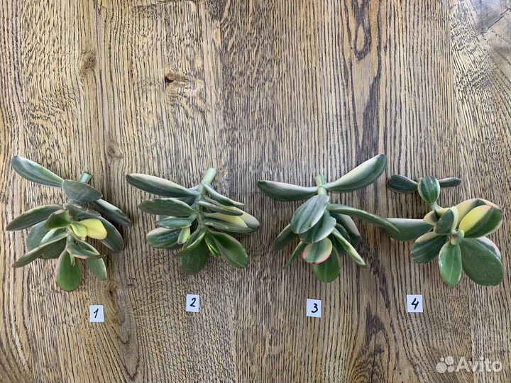 Крассула Альба Alba