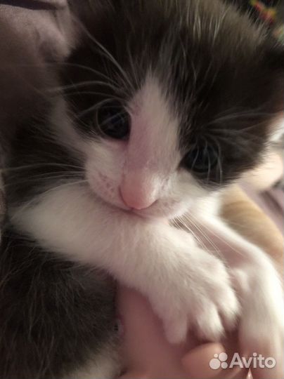 Котенок 1 месяц мальчик