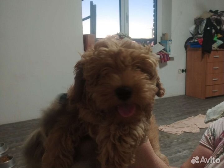 Собаки щенки