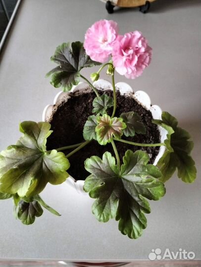 Пеларгония Оденсио маде ин Шведен