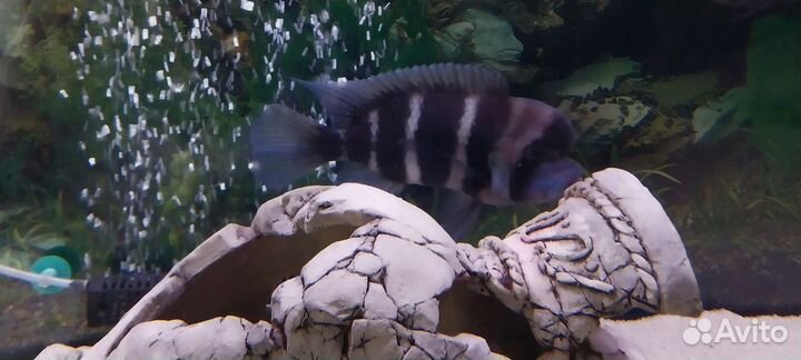 Рыба фронтоза