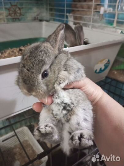 Декоративные кролики в добрые руки