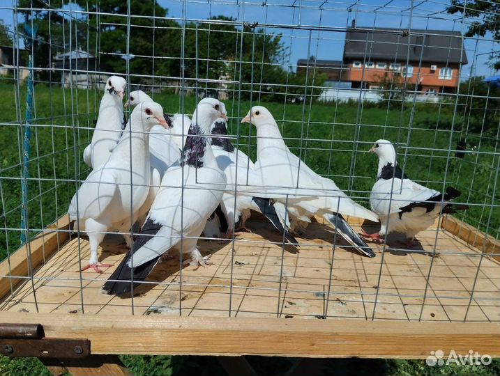 Голуби шейки (перки)