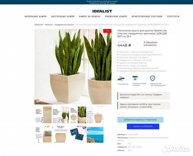 Фикус Бенджамина большой