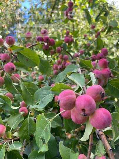 Дача 25 м² на участке 7,2 сот.