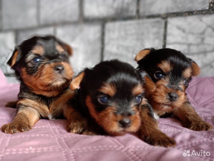 Йоркширский терьер РКФ