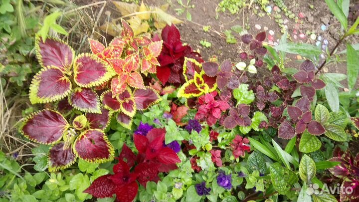 Колеусы, радисканция, Хойя цветущая лиана