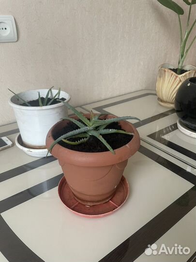 Комнатные растения алое и другие