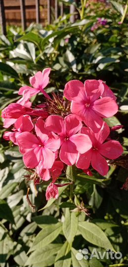 Флокс Иван Заря