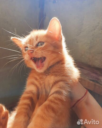 Котята в добрые руки бесплатно