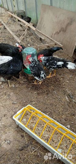 Леггорн далматинец, карликовый кохинхин