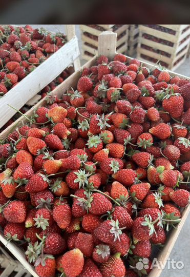 Клубника из Киргизии свежая