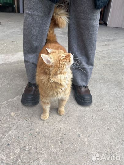 Кот в добрые руки