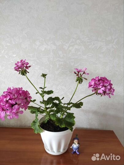 Комнатные цветы разные