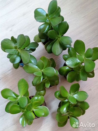 Крассула денежное дерево